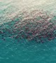 Overhead View of Mobula Rays Swimming