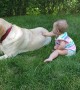 Dog Double Barrels Baby While Playing