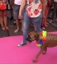 Stylish dogs take on catwalk during Pride celebrations in Madrid