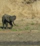Watch cheeky baby elephant's hilarious attempt to chase away small bird