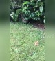 Sneaky UK cat ambushes frog, but only for a friendly boop