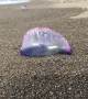 Dozens of Portuguese man o' war wash up on the coast of the Azores