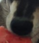 Dog Tries Watermelon and Loves It