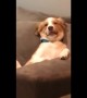 Chilled out dog relaxes on couch like a human
