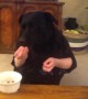 A Dog\'s Snack Break