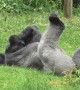 Silverback gorilla stretches out in summer heat to sunbathe at Bristol Zoo