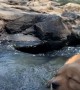 Puppy Enjoys the Outdoors Until It Drops