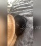 Pug's face squashed as sibling sits on her in their Australia home