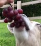 'One at a time!' Greedy goat guzzles down entire grape vine at UK farm
