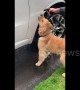 Playful puppy bites at water hose interrupting owner cleaning car in Canada