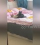 Chinese woman catches her cats hugging on her bed
