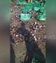 Locals scramble to collect beer bottles that fell off lorry on road in the Philippines