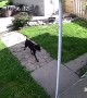 Flying Dog Caught On Camera