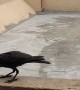Feeding a Friendly Crow