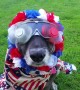 Patriotic pup dressed from nose to tail in US paraphernalia to celebrate Independence Day
