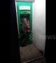 Giant monitor lizard spotted at ATM machine in Thailand