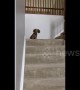 Tiny US pup hilariously follows owner moving between staircases