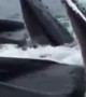 Incredible humpback whale feeding frenzy in front of tourist boat