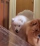 Dogs Not Fooled By Clear Film