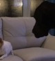 Tiny Chihuahua refuses to share treat with Great Dane