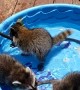 Pool Party for Animal Pals