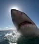 Agile great white shark eclipses the sun during incredible slow-mo leap
