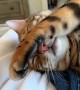 Cute Bengal cat is just so sleepy and tired