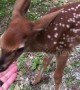 US family has close encounter with 'friendly' baby deer