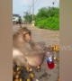 Obese monkey dubbed 'Uncle Fatty' feared dead after disappearing from Thai fat camp