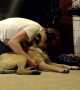 Stubborn Bull Mastiff puppy refuses to go to his bed