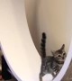 Bengal kitten takes his turn on the wheel