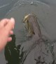 Fisherman Feeds Wild Bass Before Release