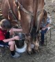 Kids Tag-Team Milking a Cow
