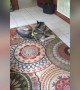 Guilty Dog Gets Confronted – LOL