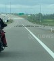 Motorists stop traffic allowing gaggle of geese to cross Canadian highway