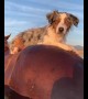 Australian Shepherd goes horseback riding through water