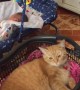 Jealous cat loves to be rocked in 'cradle' like a baby