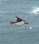 Stunning shots of puffins landing on remote UK clifftop colony