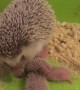Sweet Little Spiny Hedgehog Babies