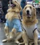 Photogenic pooches line up for Thailand International Dog Show