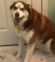 Stubborn husky voices displeasure when it\'s time for a bath