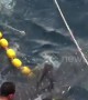 Heartwarming moment three trapped whale sharks are released from fishing trawler's net