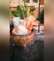 Golden retriever cools off inside clay basin in Thailand