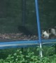 Felines Find Fun on Trampoline