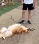 Super relaxed dog sprawls out at the park