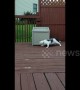 Confused cat circles bin while chasing leash in Michigan garden