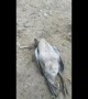 Melodramatic goose fakes its own death to escape farmer in Vietnam