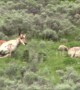 Brave pronghorn mother chases off coyote in Yellowstone National Park