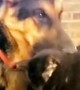 German Shepherd obsessed with smelling the cat