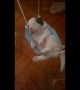 Insomniac newborn puppy falls asleep in makeshift tiny hammock